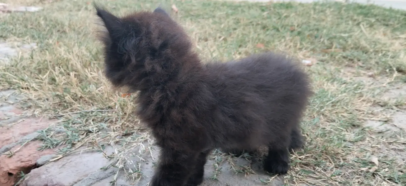 Persian Black Cat — photo 3