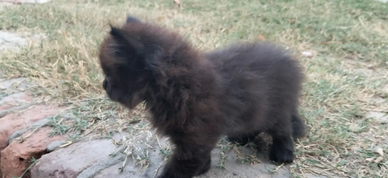 Persian Black Cat — photo 4