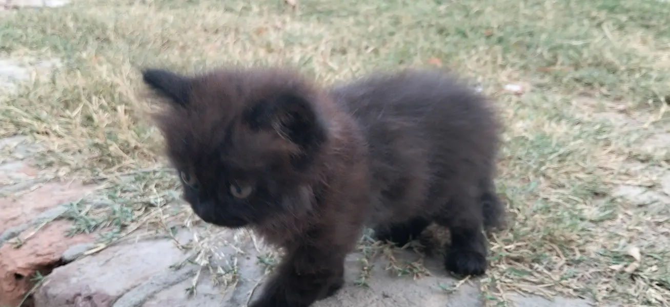 Persian Black Cat — photo 5