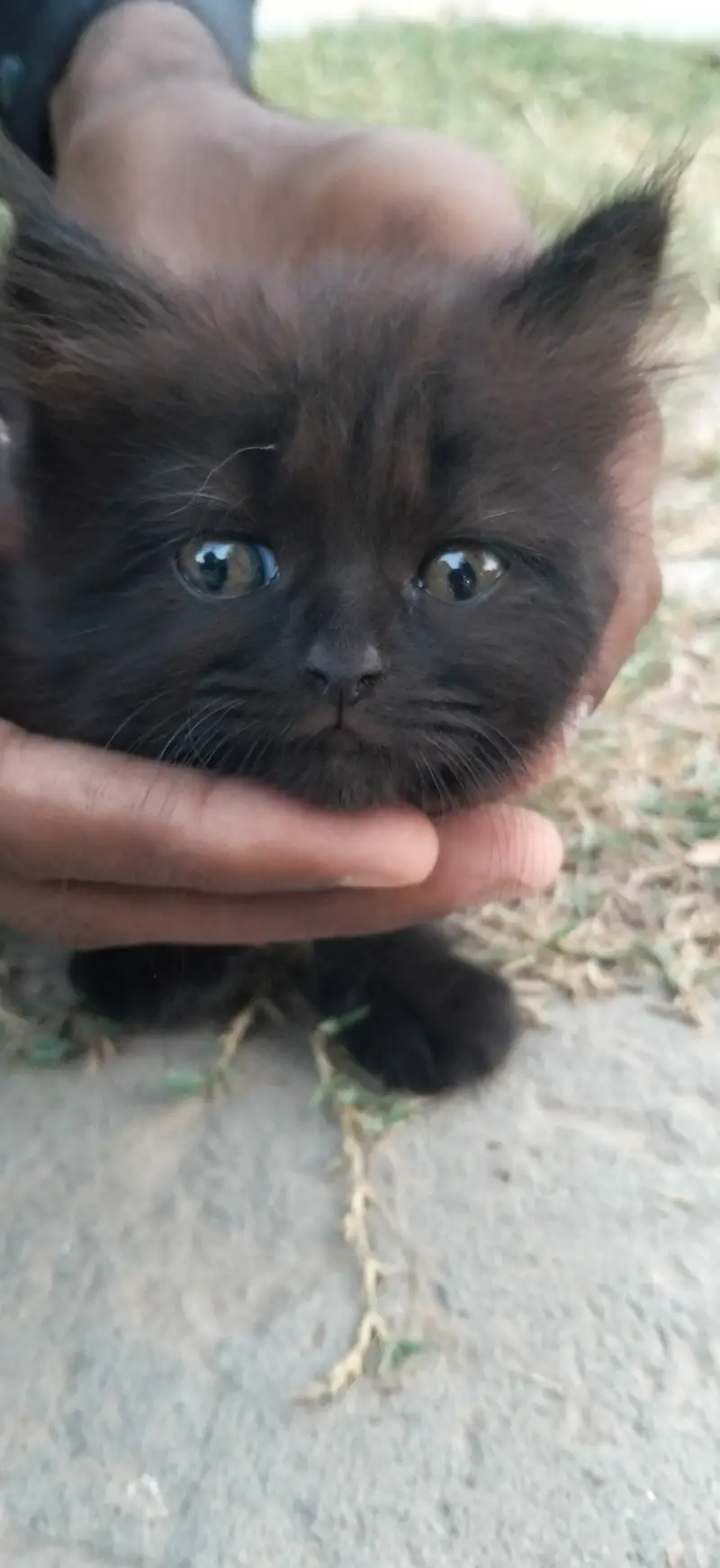 Persian Black Cat — photo 6