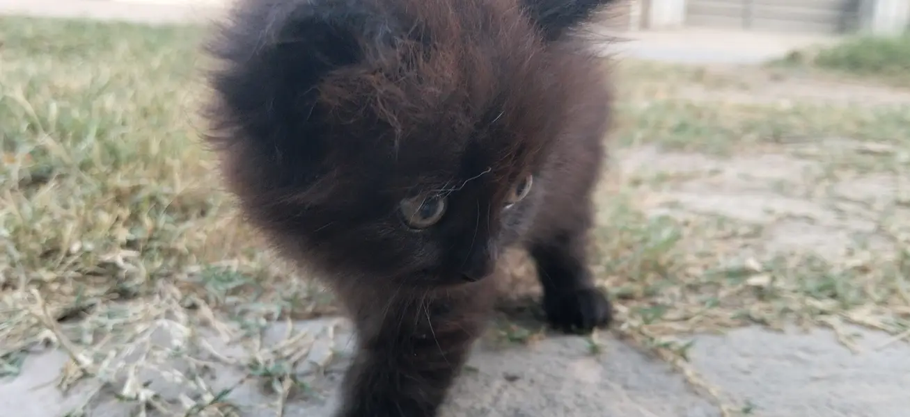 Persian Black Cat — photo 7