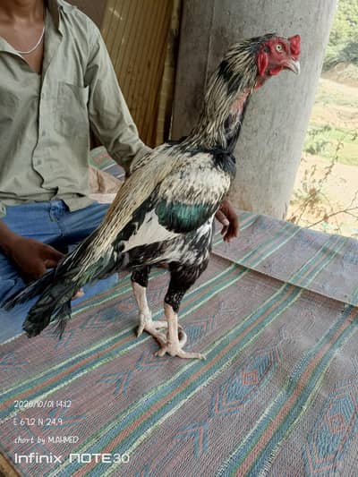 ASEEL mazboot  jawa
