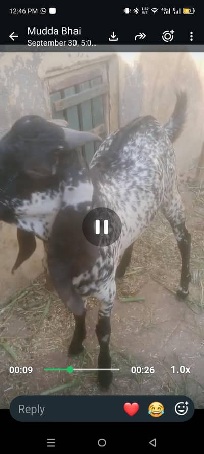 Qurbani 2027 k lia 2 bakry top quality