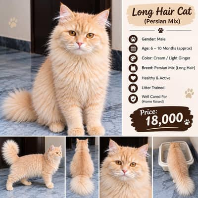 Long Hair Persian Mix Male Cat – Healthy & Home Raised