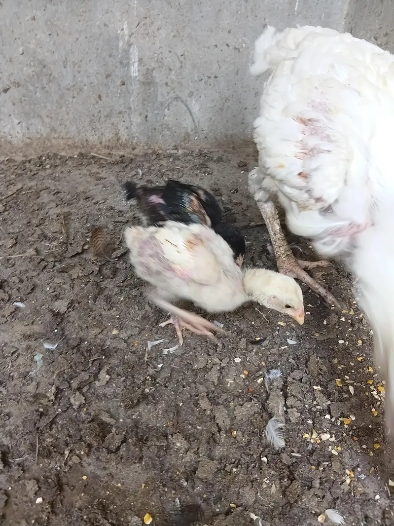 Pure Aseel chicks — photo 3