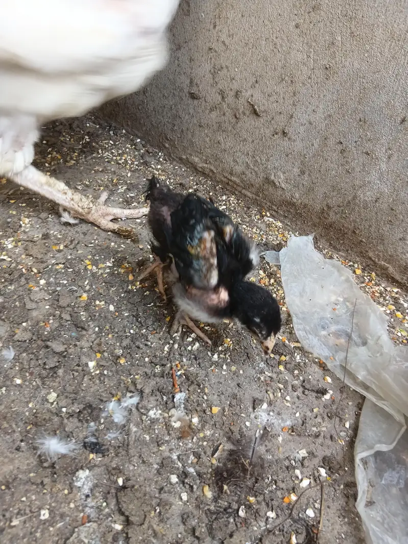 Pure Aseel chicks — photo 4