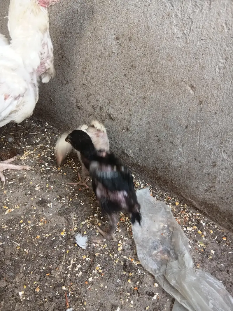 Pure Aseel chicks — photo 5