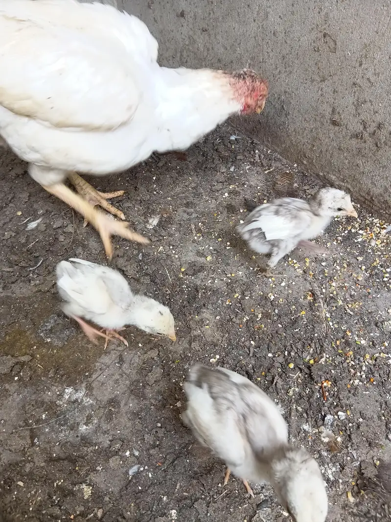Pure Aseel chicks — photo 6