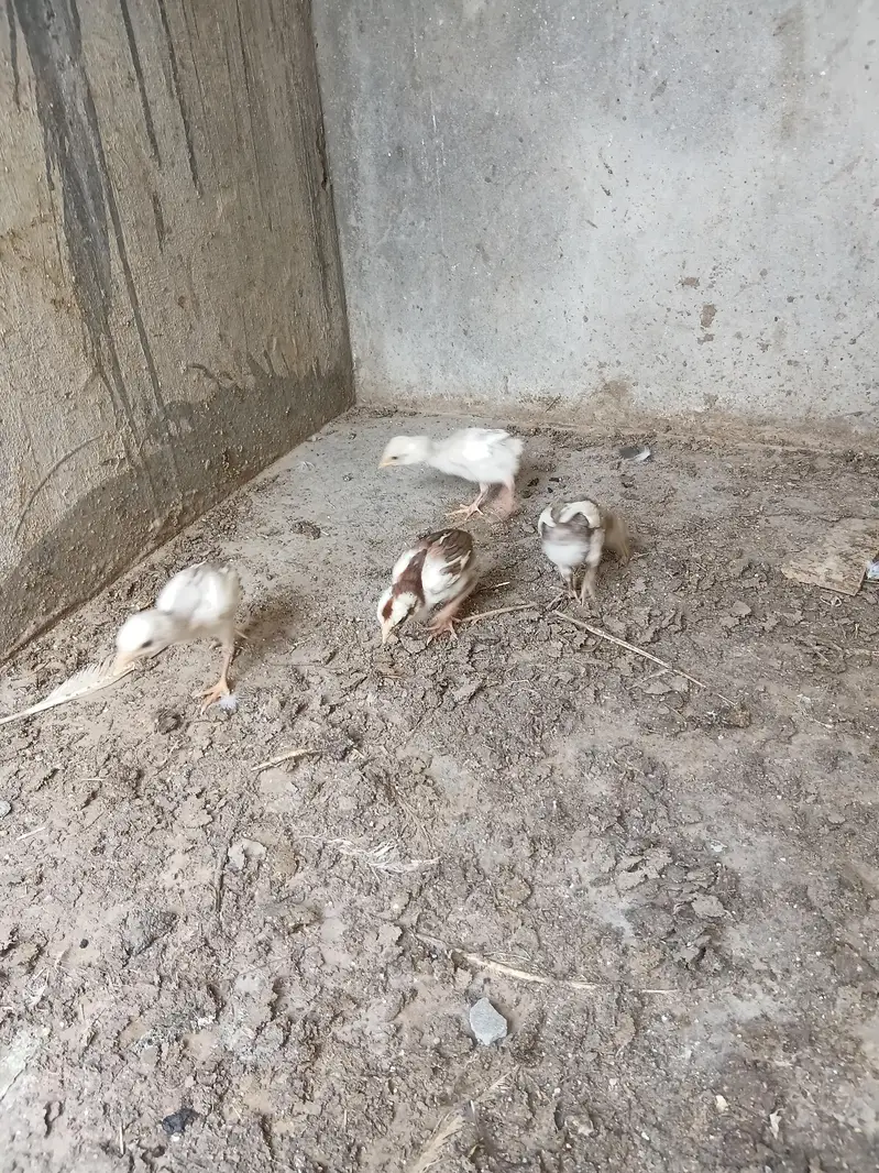 Pure Aseel chicks — photo 7
