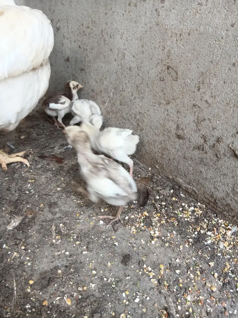 Pure Aseel chicks — photo 8