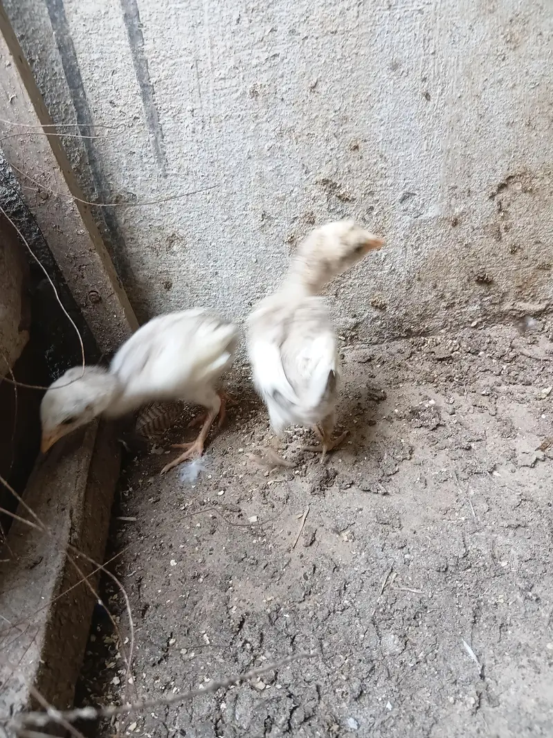 Pure Aseel chicks — photo 9