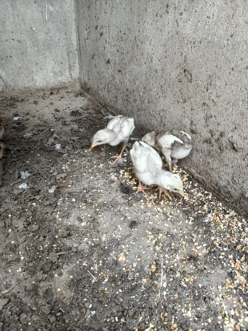 Pure Aseel chicks — photo 10