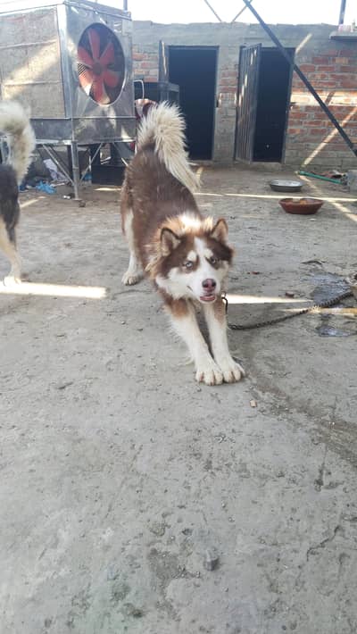 Siberian husky
