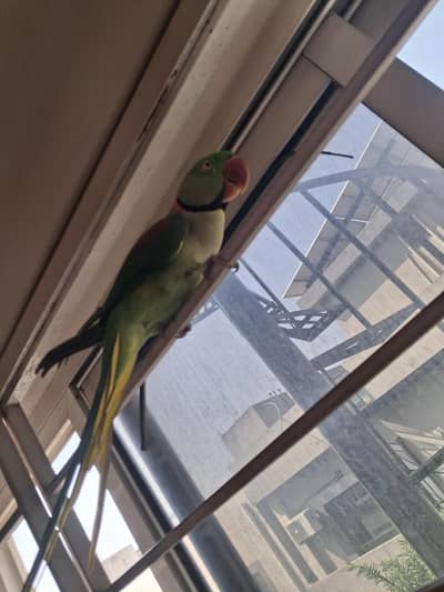 Alexandrine Parakeet