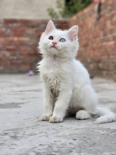 persian pure white cat