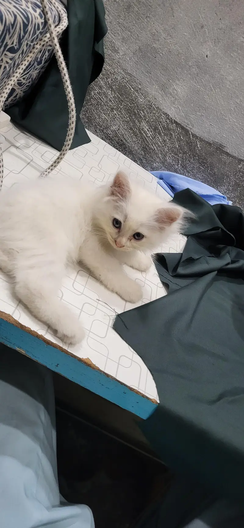 persian pure white cat — photo 2