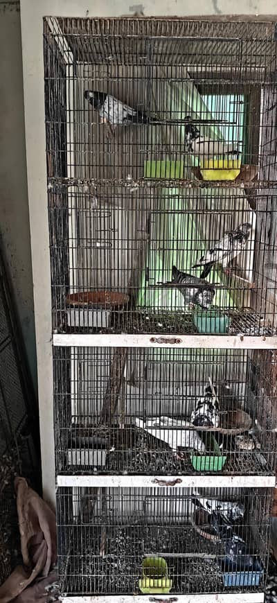 solid iron cage for sale