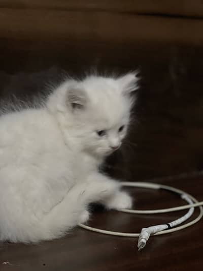 Persian kitten | semi punch face