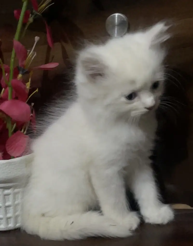 Persian kitten | semi punch face — photo 2