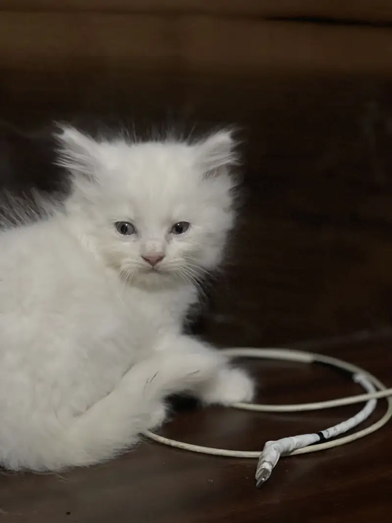 Persian kitten | semi punch face — photo 3