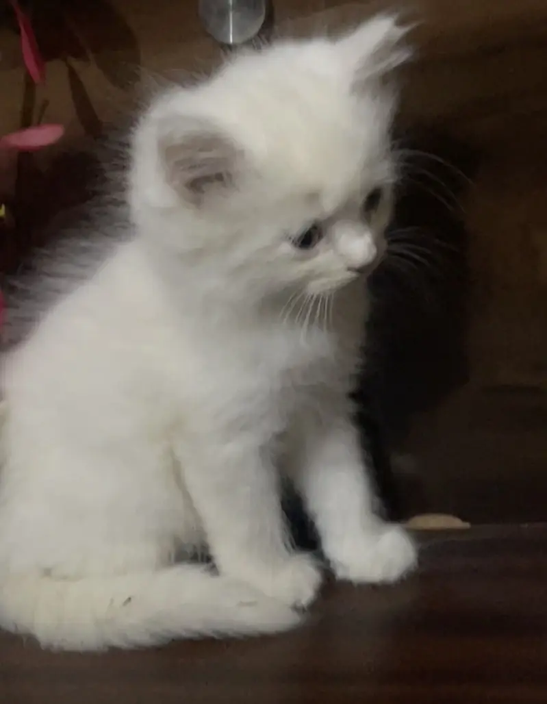 Persian kitten | semi punch face — photo 4