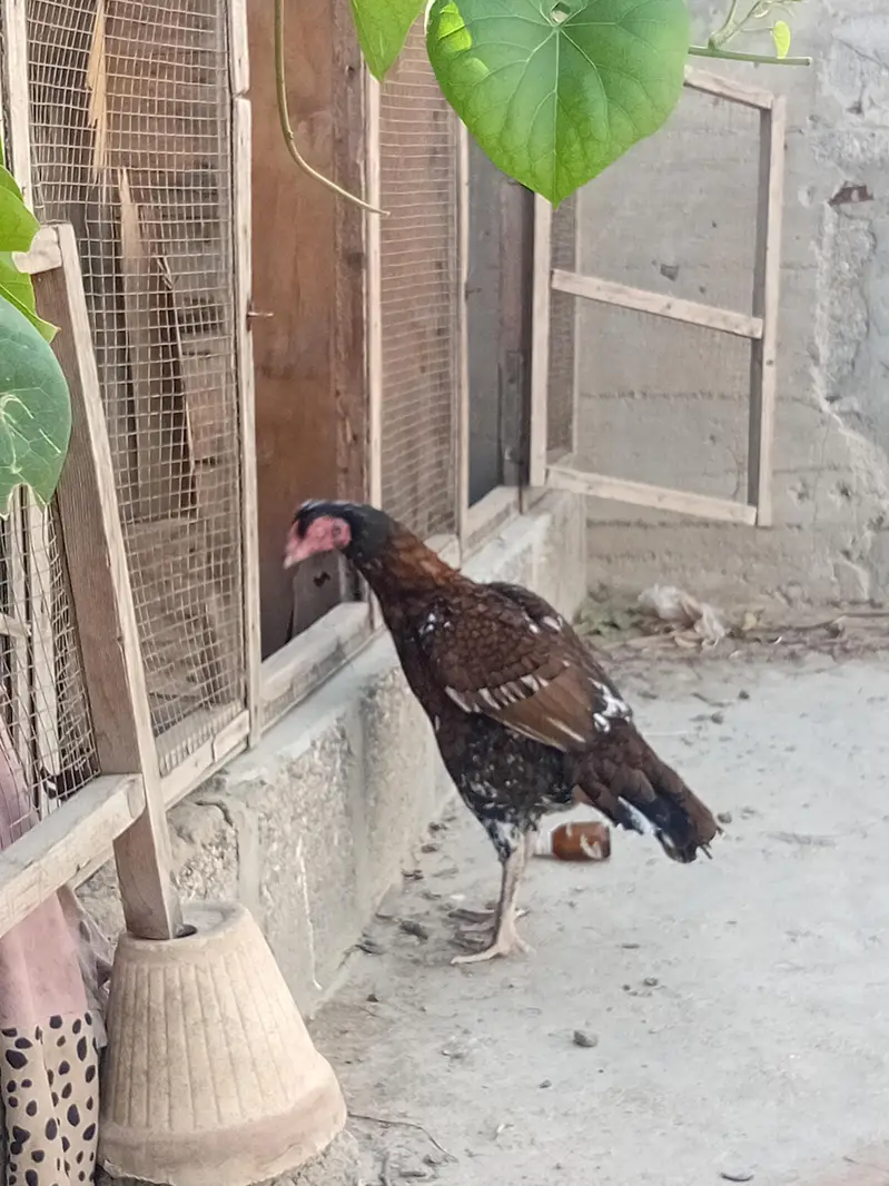 nice n clean bird — photo 2