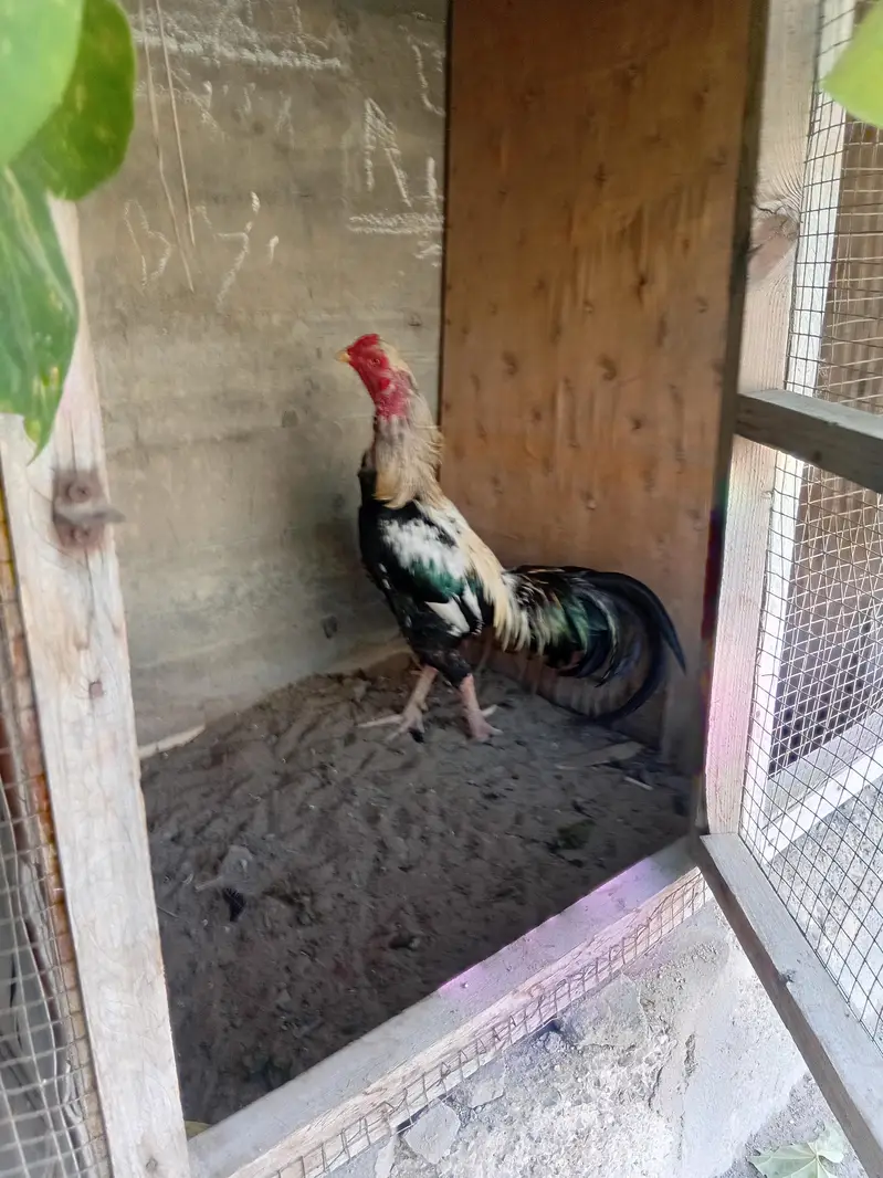 nice n clean bird — photo 3