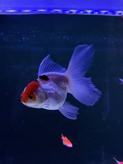 4 oranda fishes