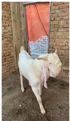 pure Gulabi Bakra | top quality| Rajanpuri Goat | 4 dant | گلابی بکرا