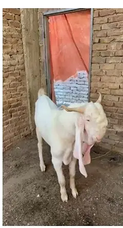 pure Gulabi Bakra | top quality| Rajanpuri Goat | 4 dant | گلابی بکرا — photo 2