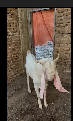 pure Gulabi Bakra | top quality| Rajanpuri Goat | 4 dant | گلابی بکرا — photo 3