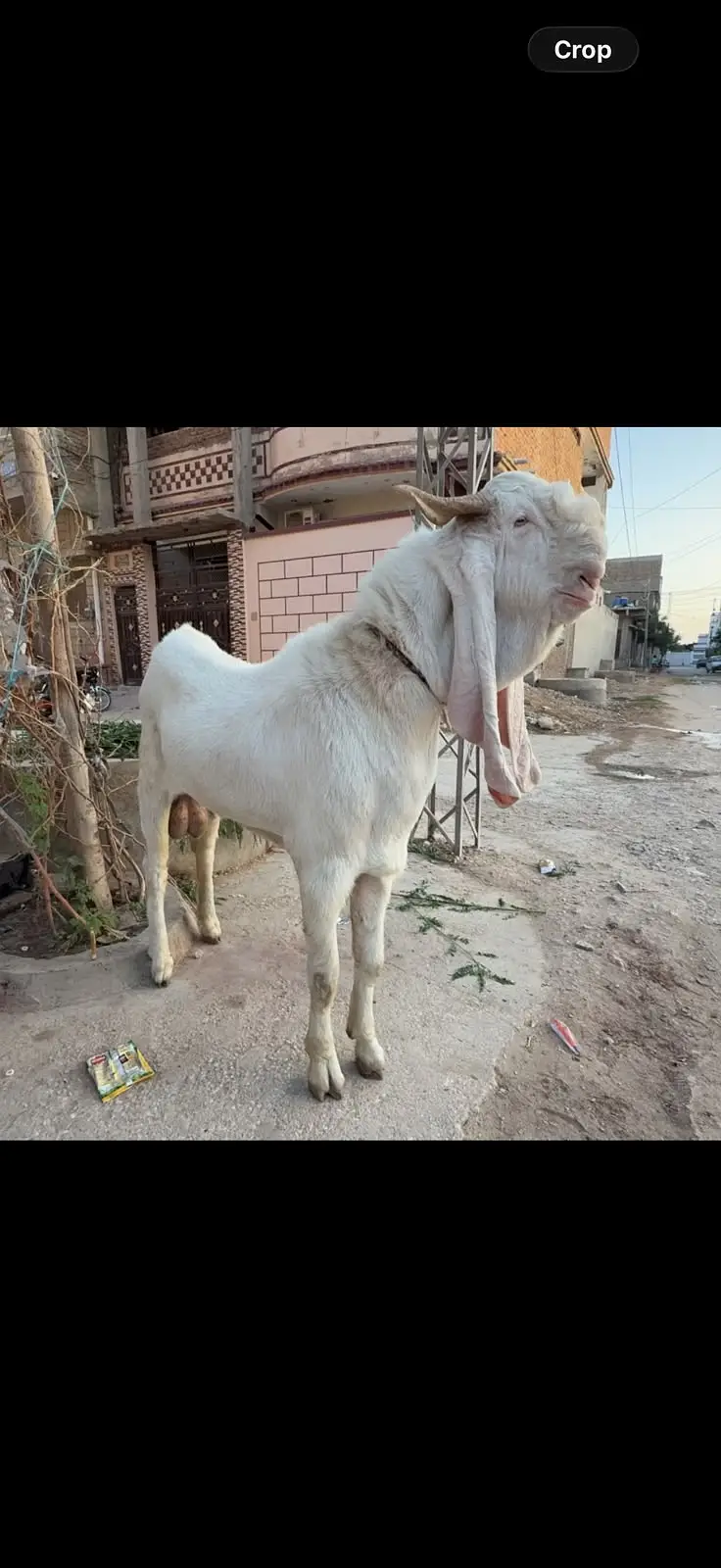 pure Gulabi Bakra | top quality| Rajanpuri Goat | 4 dant | گلابی بکرا — photo 4