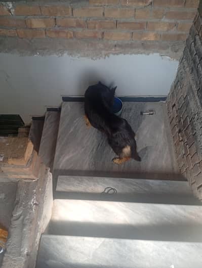 German shepherd female