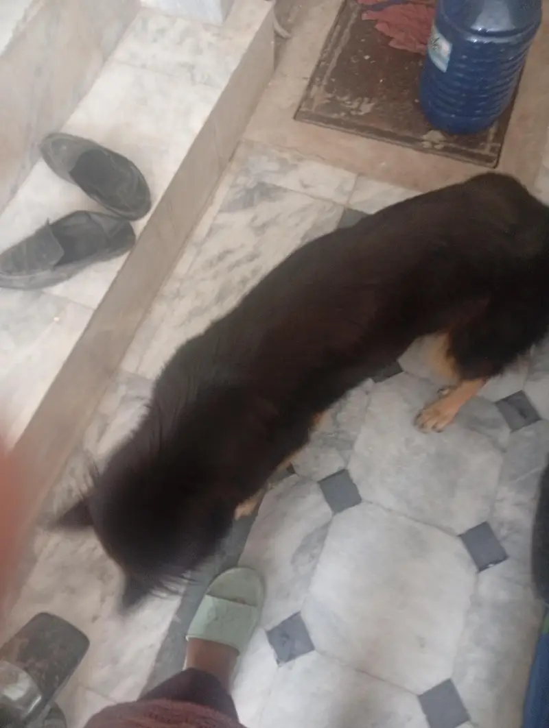 German shepherd female — photo 2
