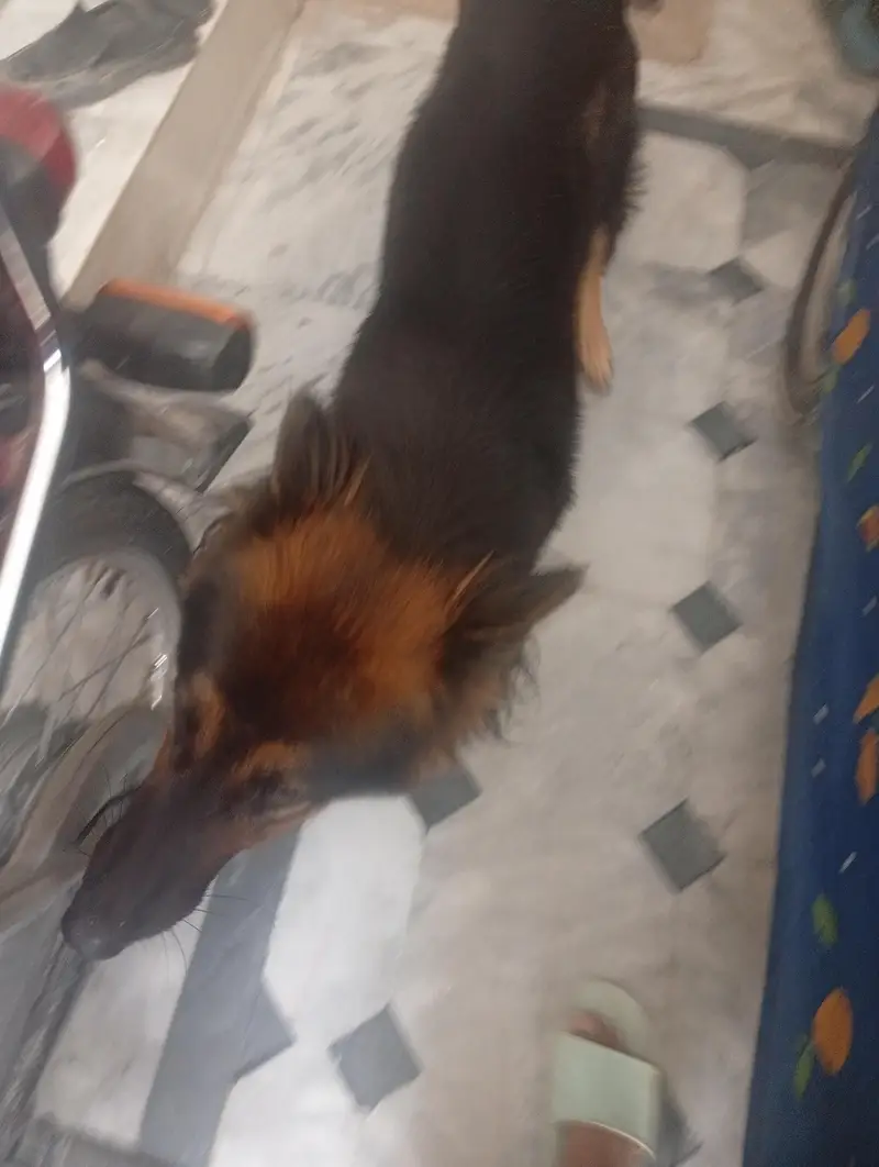 German shepherd female — photo 3