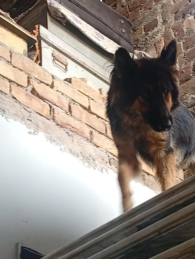 German shepherd female — photo 4
