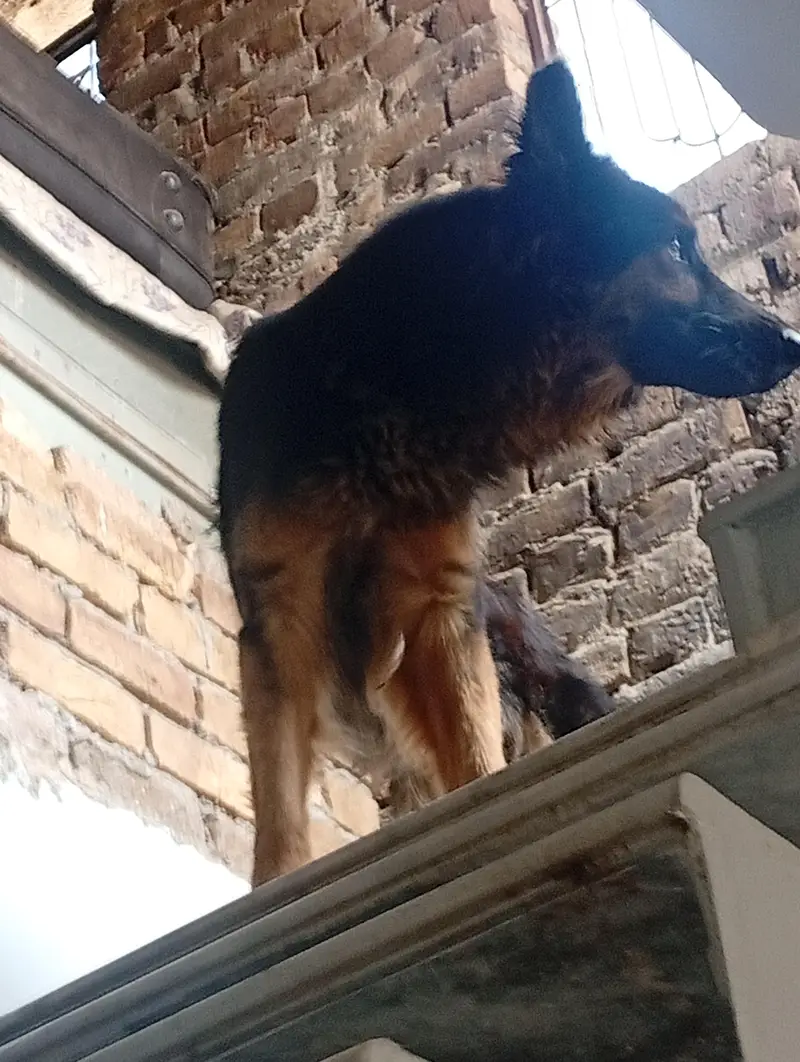 German shepherd female — photo 5