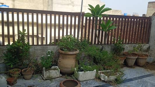 garden plants