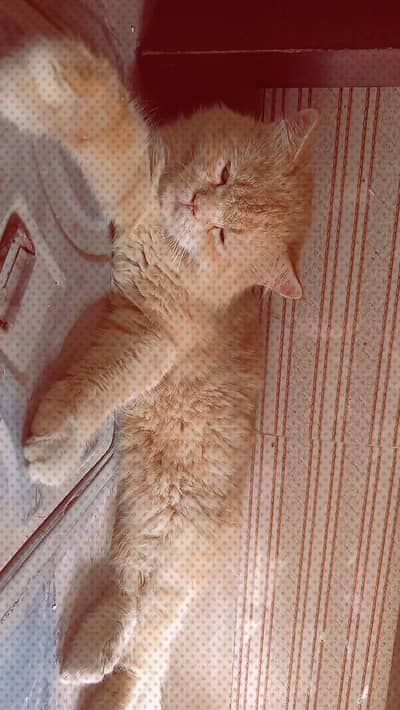 Persian male cat