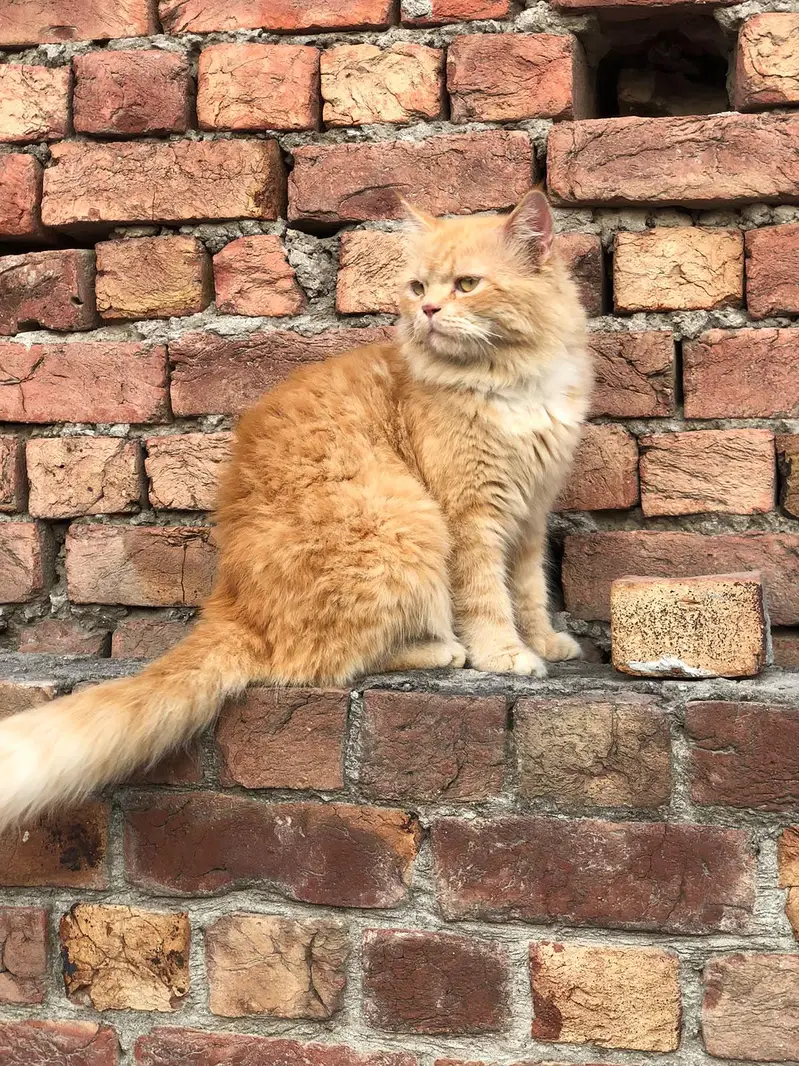 Persian male cat — photo 2