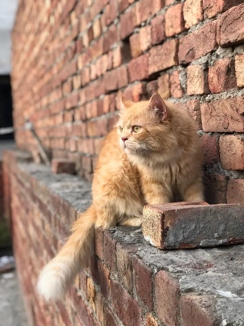 Persian male cat — photo 3