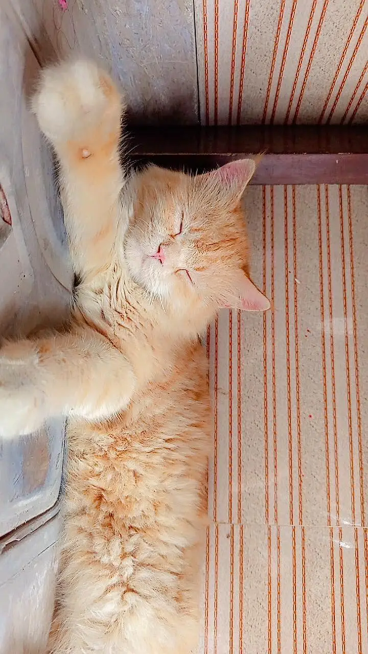 Persian male cat — photo 4