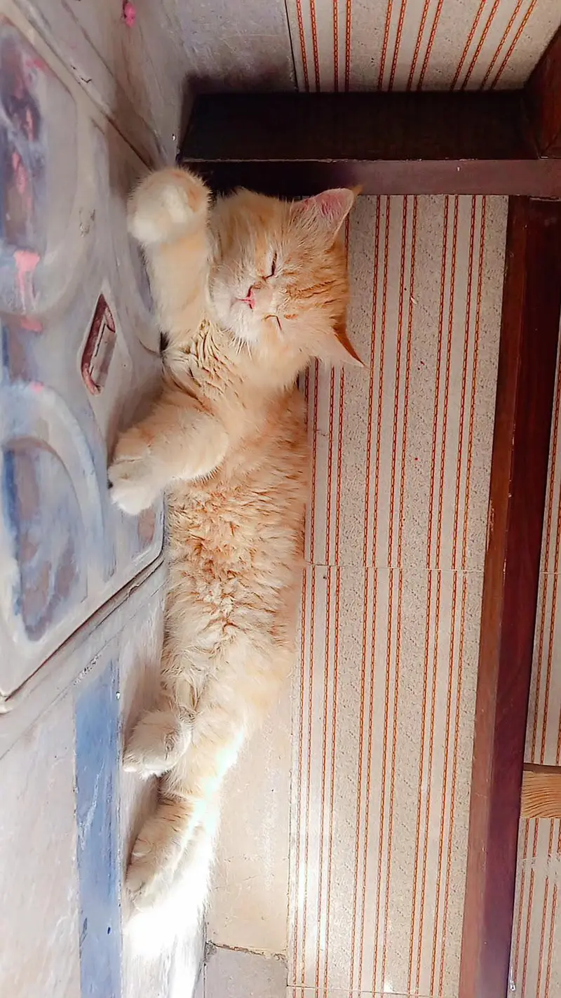 Persian male cat — photo 5
