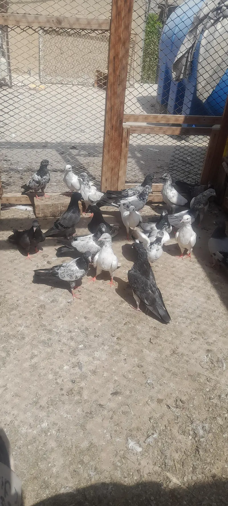 today ,harray,,battery,Nelly,lakhay — photo 7