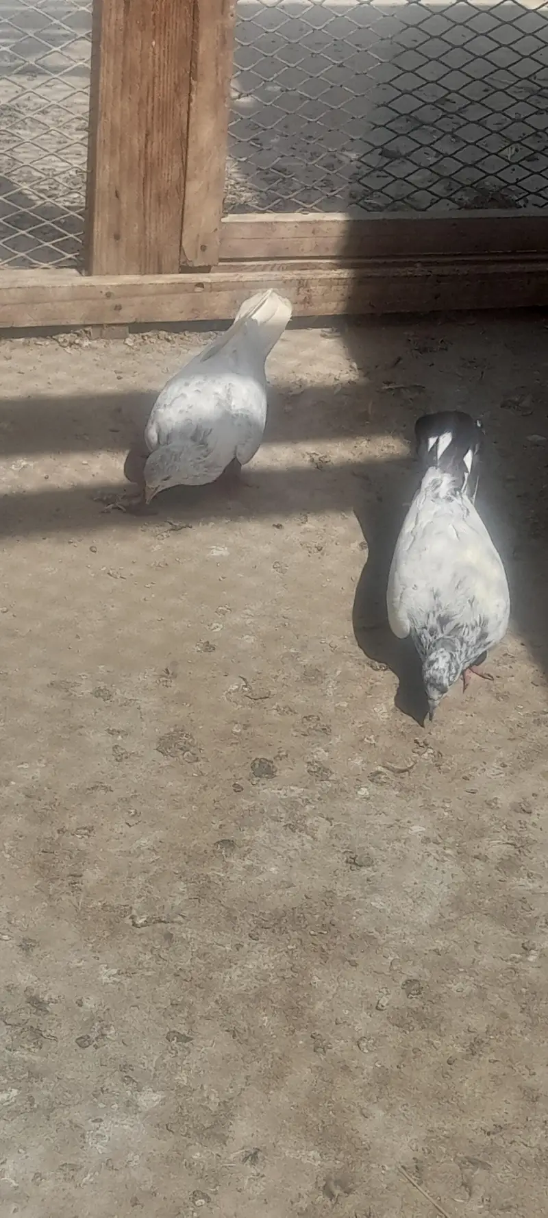 today ,harray,,battery,Nelly,lakhay — photo 8