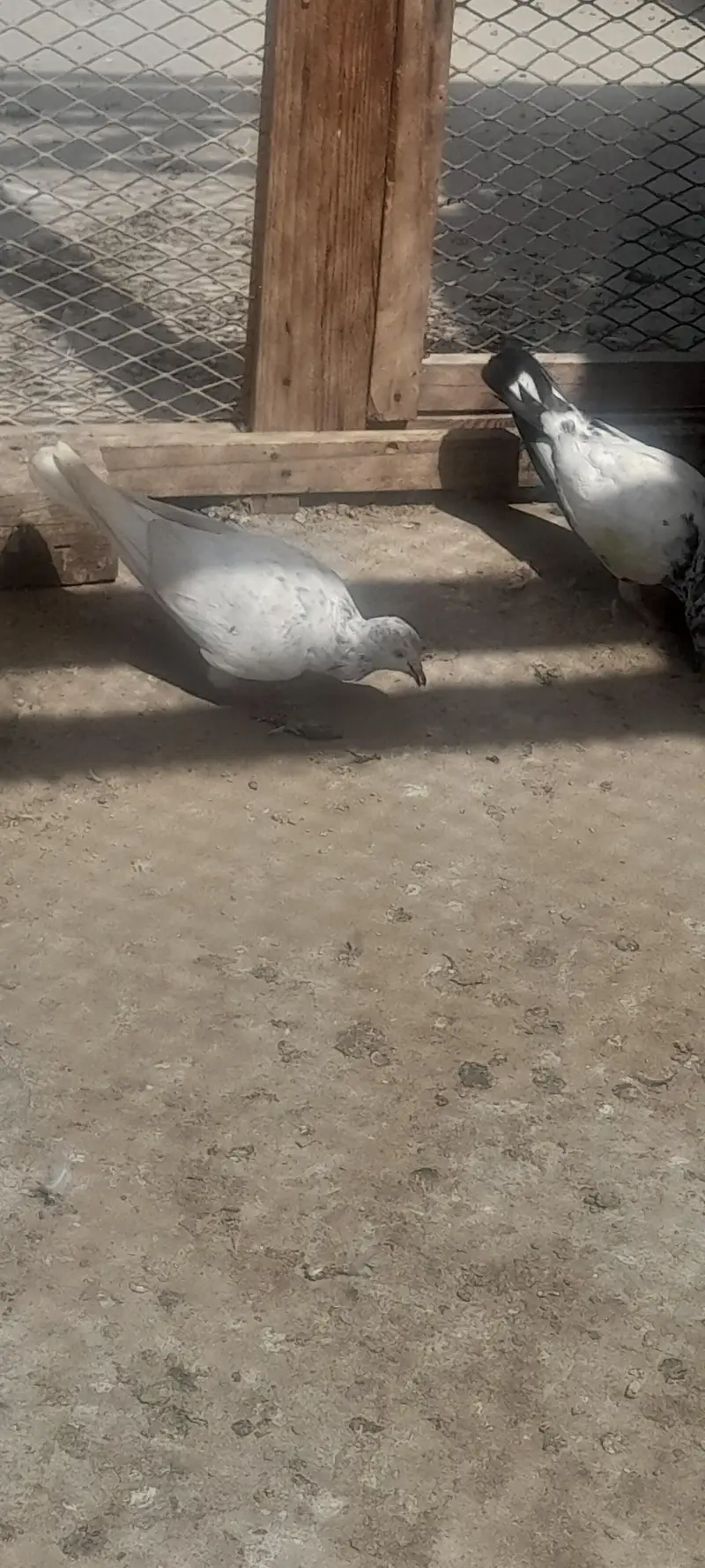 today ,harray,,battery,Nelly,lakhay — photo 9