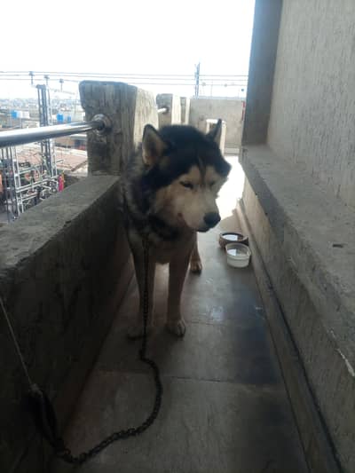 Husky
