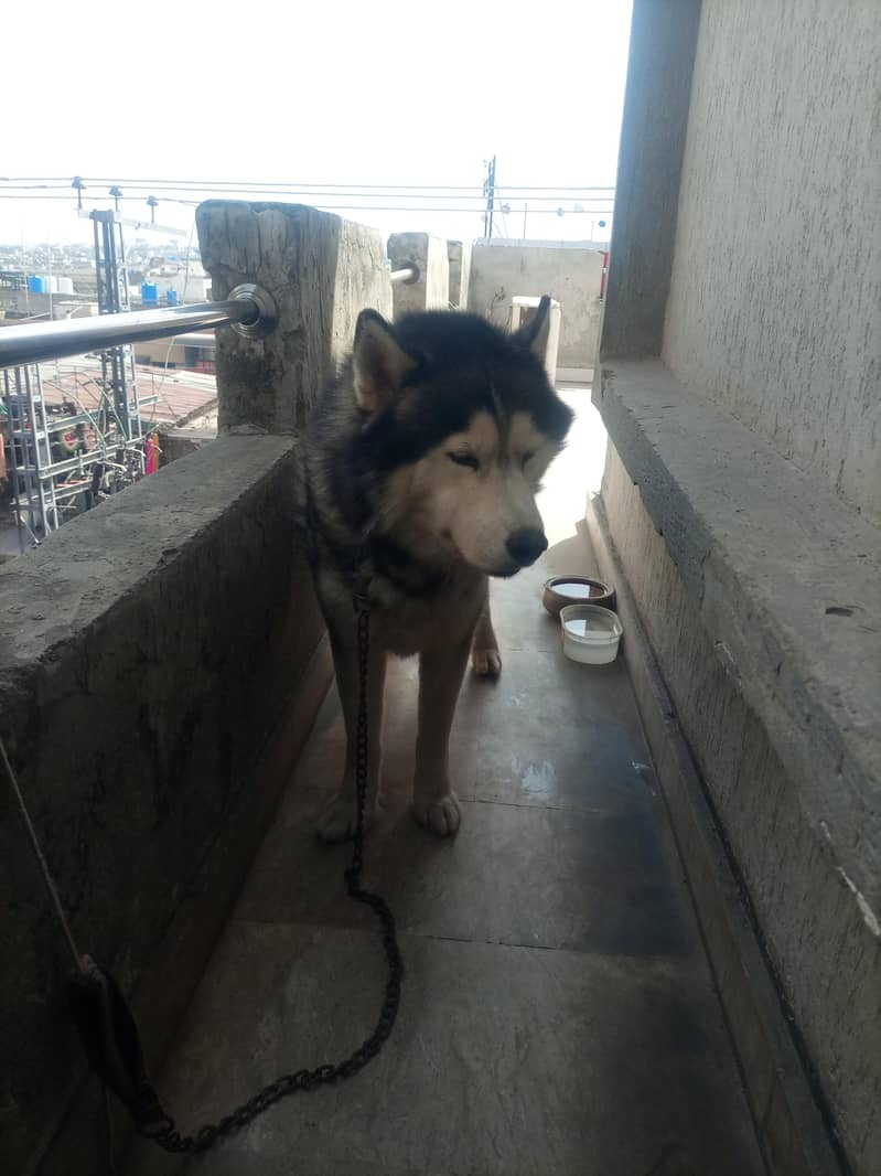 Husky 0
