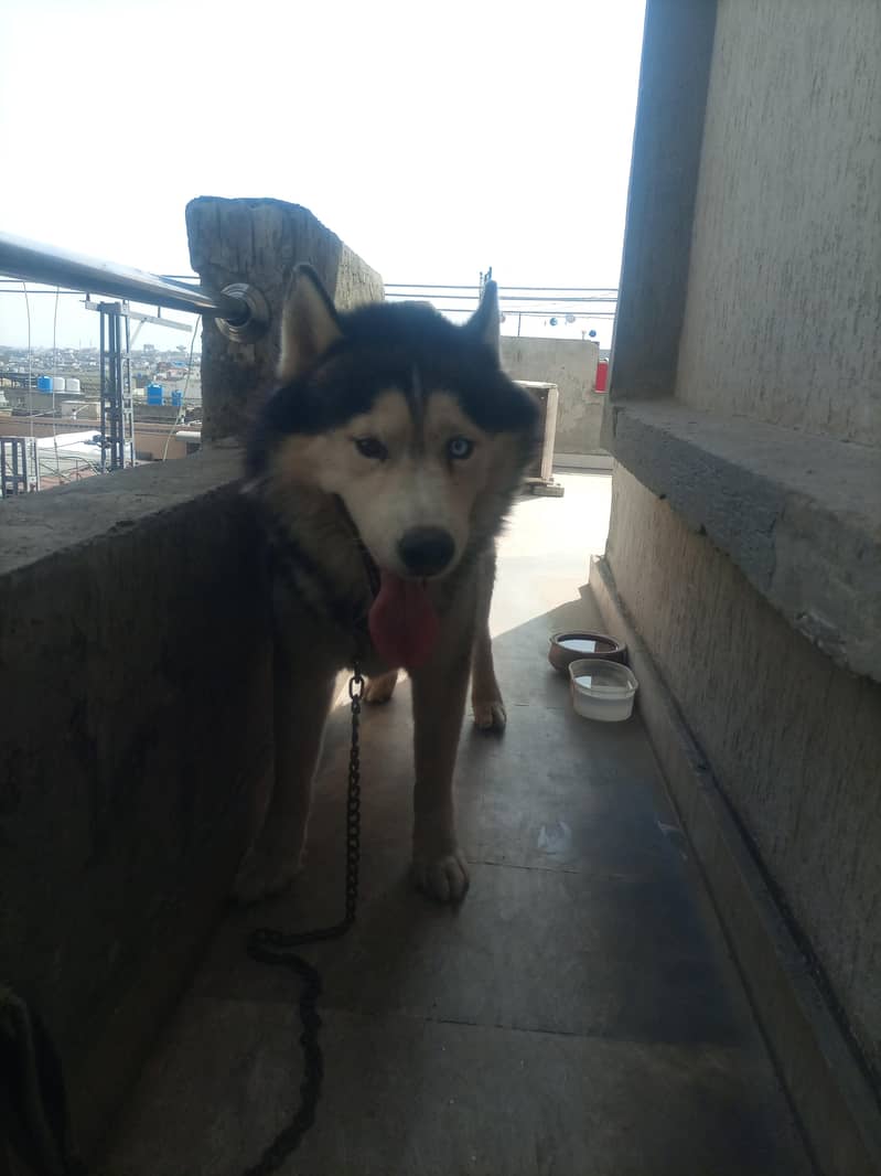 Husky 1