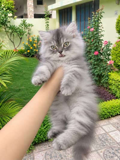 3 Month Kitten Playful Litter Traind 03123129488